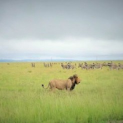 Incredible safari pictures taken by my friend Alex Bliss